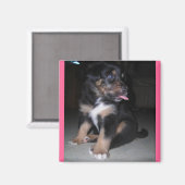 Puppy raspberry magnet magneet (Voorkant / Achterkant)