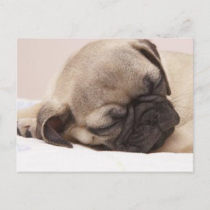 Puppy Soundly Sleeping Briefkaart