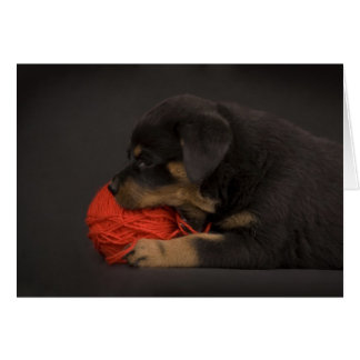 Puppy spelen 2