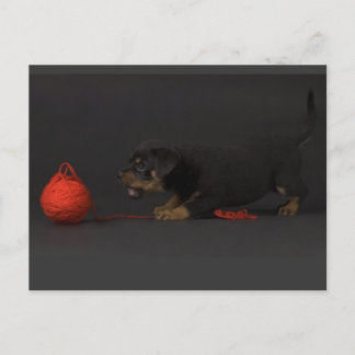 Puppy spelen 3 briefkaart