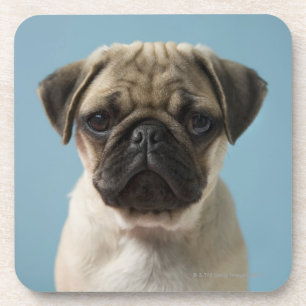 Puppy tegen blauwe achtergrond onderzetter