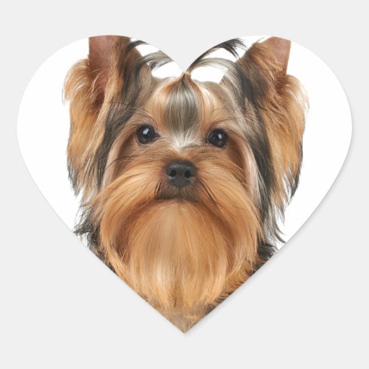 Puppy van de Yorkshire Terrier Hart Sticker (Voorkant)