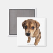 Puppy van gemengde rassen magneet (Voorkant / Achterkant)