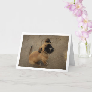 Puppy verliefd kaart