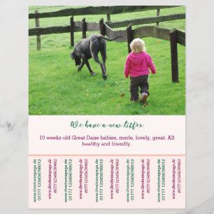puppy voor verkoop flyer sjablonen