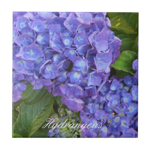 Puprle Hydrangeas Tegeltje (Voorkant)