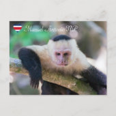 Pura vida voor witkopkapucijnaap briefkaart (Voorkant)