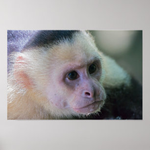 Pura vida voor witkopkapucijnaap poster