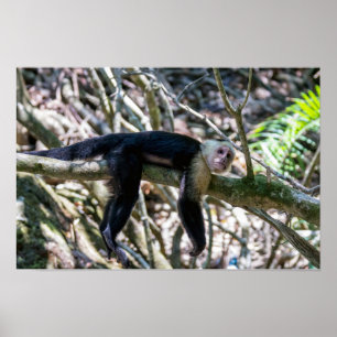 Pura vida voor witkopkapucijnaap poster
