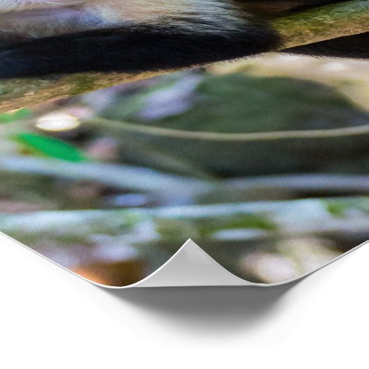 Pura vida Witkopaap Poster (Hoek)