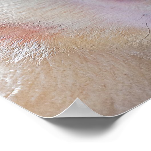 Pura vida Witkopaap Poster (Hoek)