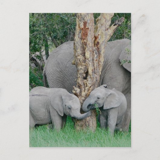 Pure Bliss Briefkaart (Voorkant)