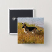 Pure Bred German Shepherd Foto op Button (Voorkant /achterkant)