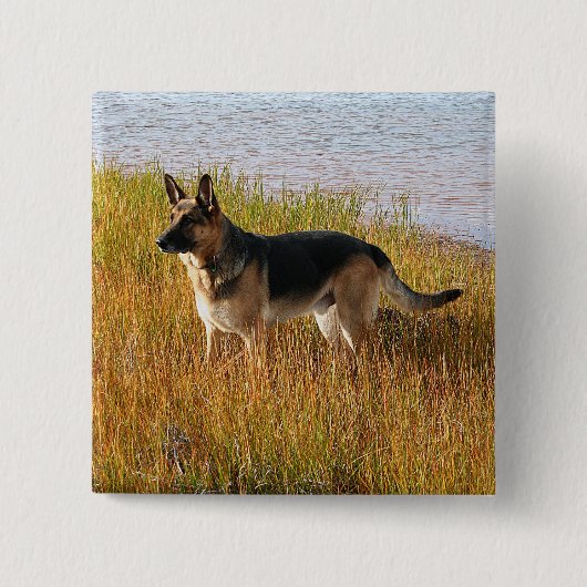 Pure Bred German Shepherd Foto op Button (Voorkant)