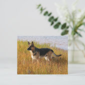 Pure Bred German Shepherd'une photo sur carte post (Debout devant)