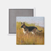 Pure Bred German Shepherd'une photo sur Magnet (Recto/Verso)