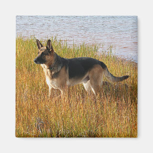 Pure Bred German Shepherd'une photo sur Magnet