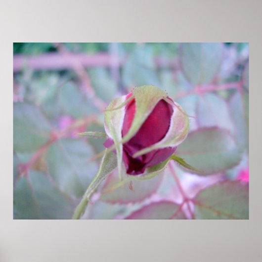 Pure Elegance Poster (Voorkant)