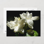 Pure Jasmine Briefkaart (Voorkant / Achterkant)
