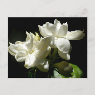 Pure Jasmine Briefkaart