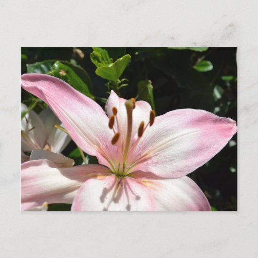 Pure Pink Lily Briefkaart (Voorkant)