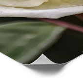 Pure White Rose Bible Scripting Poster (Hoek)