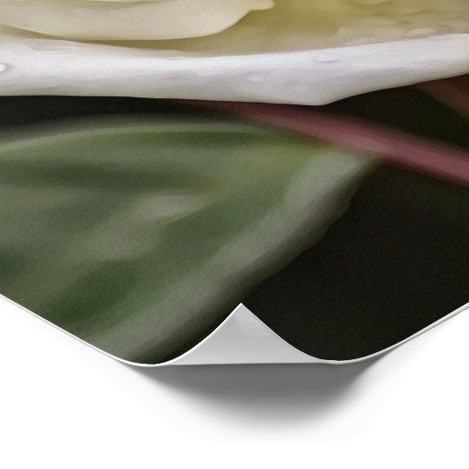 Pure White Rose Bible Scripture Poster (Coin)