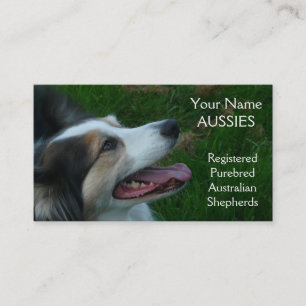Purebred Black Tricolor Aussie Visitekaartje