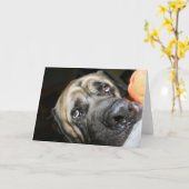 Purebred English Mastiff Foto Kaart (Gele Bloem)