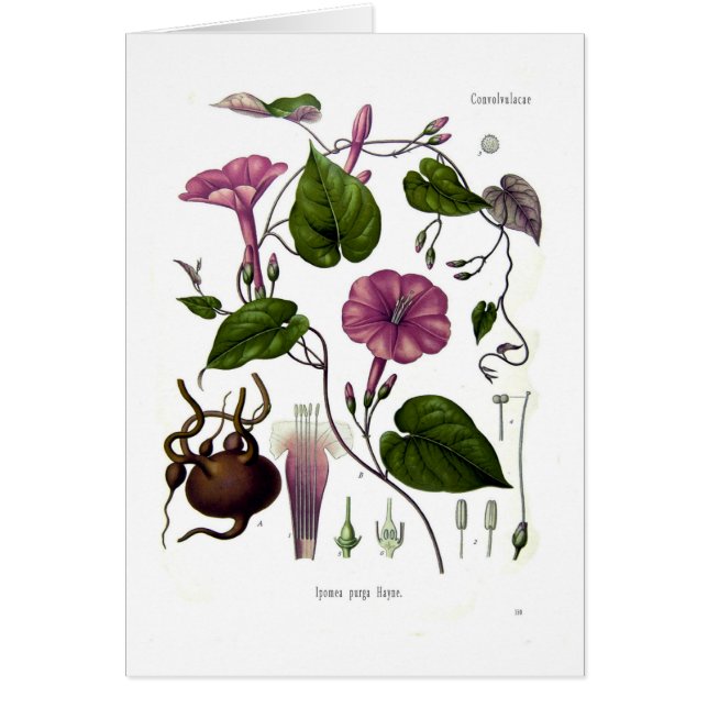 Purga d'Ipomea (jalap) (Devant)