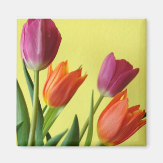 Purple And Orane Tulips Magneet