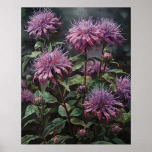Purple Bee Balm Flowers Art Imprimer Poster