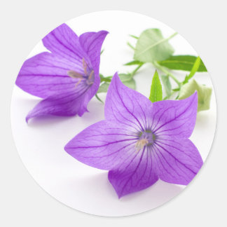purple bellflowers ronde sticker