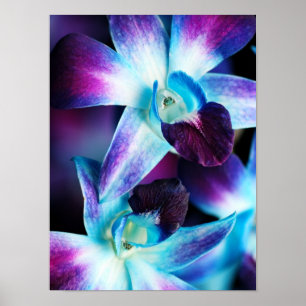 Purple & Blue Dendrobium Orchid Customized Orchids Poster