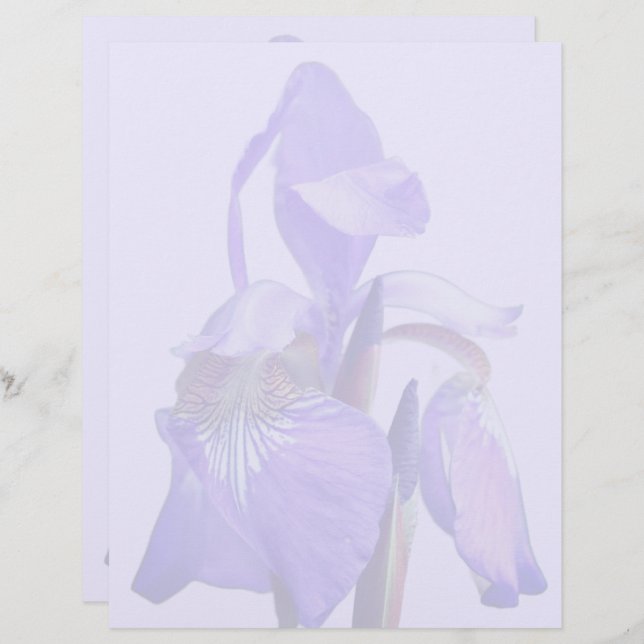 Purple Blue Flag Iris Flower  Briefhoofd (Voorkant / Achterkant)