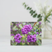 Purple Callicarpa do-it-yourself carte postale (Debout devant)
