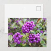 Purple Callicarpa do-it-yourself carte postale (Devant / Derrière)