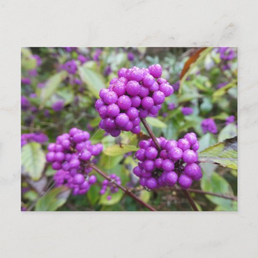 Purple Callicarpa do-it-yourself carte postale (Devant)