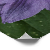Purple Clematis Impression (Coin)