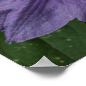 Purple Clematis Impression (Coin)
