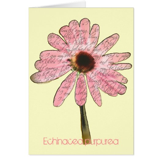 Purple ConeFlower Echinacea purpurea (Devant)