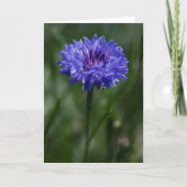 Purple Cornflower Greeting Card Aankondiging (Voorkant)
