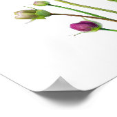 Purple Cosmos Fleurs Art Imprimer Poster (Coin)