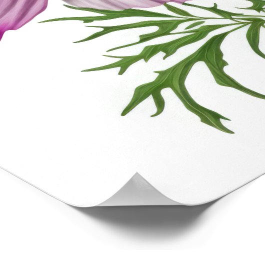 Purple Cosmos Fleurs Art Imprimer Poster (Coin)