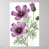 Purple Cosmos Fleurs Art Imprimer Poster (Devant)