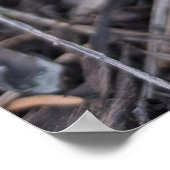 Purple Crocus Flower Poster (Hoek)