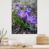 Purple Crocus Flower Poster (Keuken)