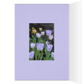 "PURPLE ET BLANC TULIPS / Penser à vous (Intérieur (Gauche))
