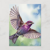 Purple Finch in flight Briefkaart (Voorkant)