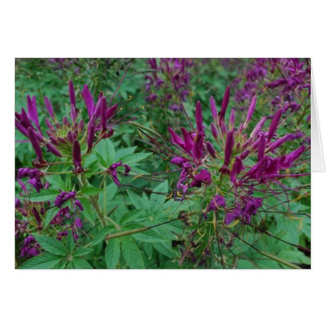 Purple Flowers (Voorkant Horizontaal)